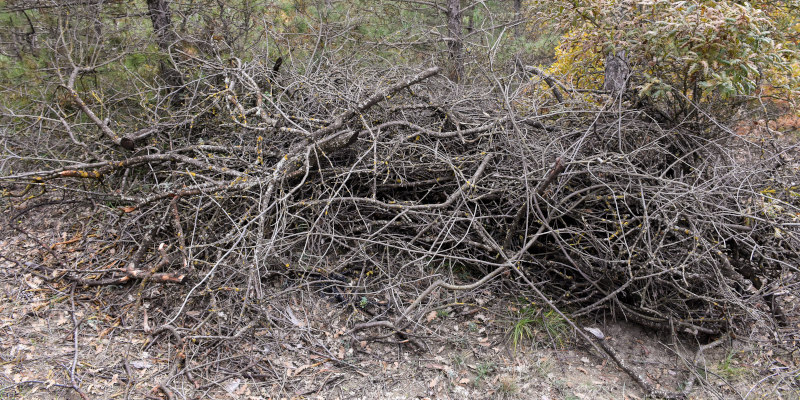 Three Benefits of Brush Hauling